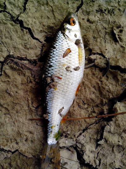 fish common roach