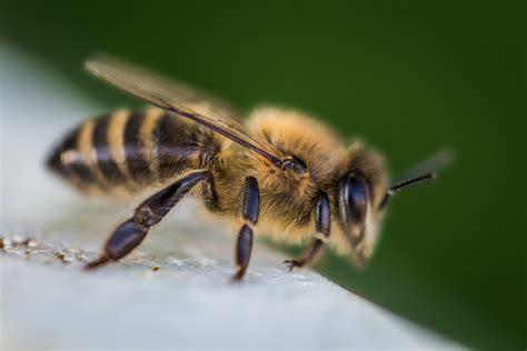 bee