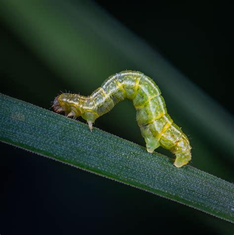 caterpillar