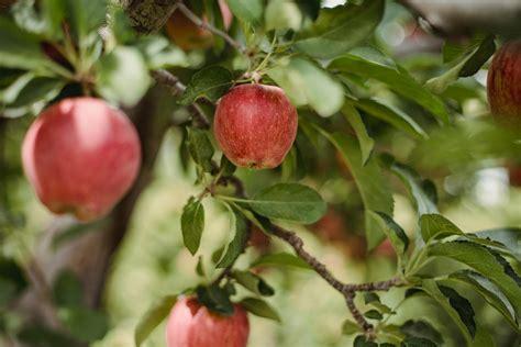 fresh apple