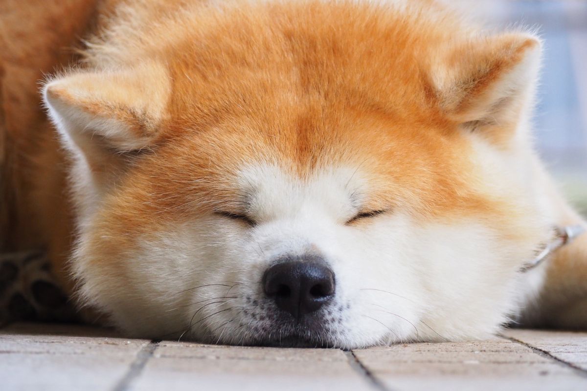 Akita-inu (2).jpg