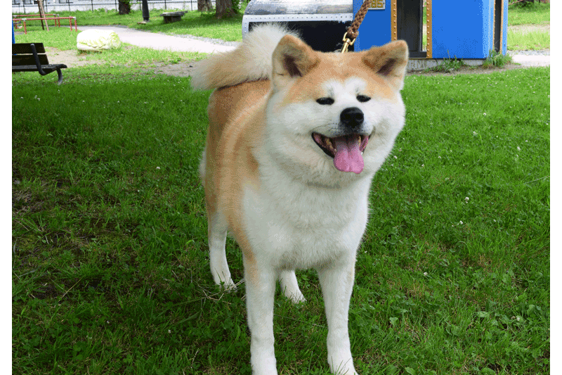 Akita-inu-Park-2.png