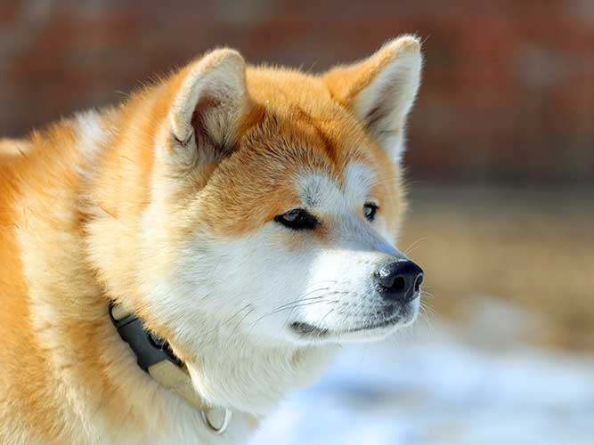 akita-dog.jpg