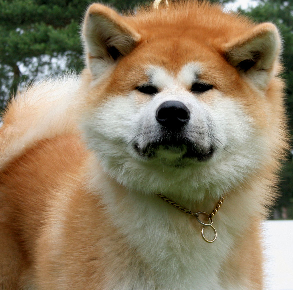 akitainu (1).jpg