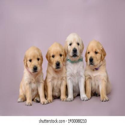 4-little-puppies-golden-retriever-260nw-1930088210_jpg.rf.fcf2ac59d9d8a1dadf709070f87d3a8f.jpg