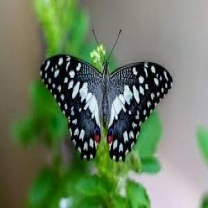 butterfly--101-.rf.30a7b3c524b62659a44ea832448c85df.jpg