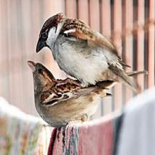 House-sparrow-Passer-domesticus-74_jpg.rf.b27ecc47556112a5be30b0448affcccb.jpg