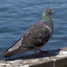 Feral-pigeon-Columba-livia-domestica-images72_jpg.rf.94a3cfe98cc48dc46bad1b1db80f025b.jpg