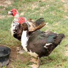 muscovy-duck-in-nature45_jpg.rf.999f9a3f869ce0529199f230180b0ef0.jpg