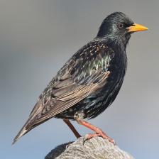 European-starling-Sturnus-vulgaris-0_jpg.rf.fea7347973089e295b5f43aef66585f5.jpg