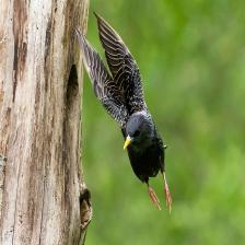 European-starling-Sturnus-vulgaris-10_jpg.rf.405d3f1b5e238e6bb14d6d7e0a34a2ef.jpg