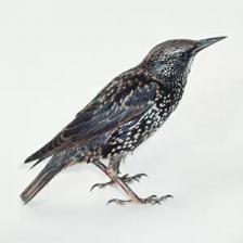 European-starling-Sturnus-vulgaris-11_jpg.rf.2440f7d4e0a69c73625913c5d4ab9c13.jpg