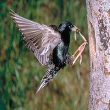 European-starling-Sturnus-vulgaris-11_jpg.rf.2aafbbc87656dd59a145587909de058c.jpg