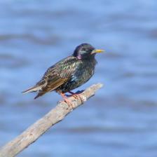 European-starling-Sturnus-vulgaris-12_jpg.rf.6146bc6c900a5125539dc6138bf908b2.jpg