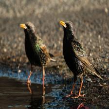 European-starling-Sturnus-vulgaris-14_jpg.rf.f391983c20bda6f50ca558eda3aa50bb.jpg