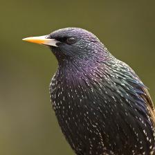 European-starling-Sturnus-vulgaris-17_jpg.rf.8f1e50a6da9b799d903dc172f9b84150.jpg