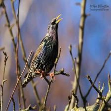 European-starling-Sturnus-vulgaris-18_jpg.rf.69e17f53772dbbcfcf1f570ec7aa0b53.jpg