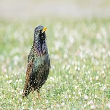 European-starling-Sturnus-vulgaris-19_jpg.rf.e11f7740fa5a0d61c8810519f75601f3.jpg