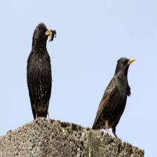 European-starling-Sturnus-vulgaris-21_jpg.rf.0352ce8ec49e1aef240d9b9fedc48cea.jpg