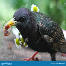 European-starling-Sturnus-vulgaris-23_jpg.rf.485970f2bc309d72f5025c1da4de3f46.jpg