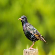 European-starling-Sturnus-vulgaris-24_jpg.rf.45a37278cce98cd21f76b8f220208c46.jpg