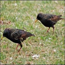 European-starling-Sturnus-vulgaris-27_jpg.rf.6faeb02fd3fe7a9f3c960b4b894c0cc9.jpg