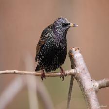 European-starling-Sturnus-vulgaris-27_jpg.rf.edde09fb20990b3fb0b3b5b09c1729ac.jpg