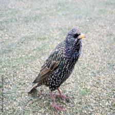 European-starling-Sturnus-vulgaris-30_jpg.rf.27bb3cc3953be1f412fec38b0eb59b1d.jpg