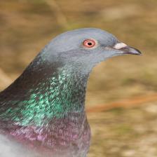 Feral-pigeon-Columba-livia-domestica-images11_jpg.rf.097a6dec1e7b18949efd6327eaf383fd.jpg