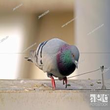 Feral-pigeon-Columba-livia-domestica-images16_jpg.rf.1e66a0db13f2966f313b2b77c56104bb.jpg