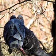 Feral-pigeon-Columba-livia-domestica-images18_jpg.rf.807bc9e1d5b6ec1f0f5acb404a486393.jpg