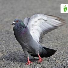 Feral-pigeon-Columba-livia-domestica-images1_jpg.rf.4c1c6ee83ec2f564f66204a42110c4e0.jpg