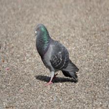 Feral-pigeon-Columba-livia-domestica-images2_jpg.rf.87a6046cd677265550fa8fa14af1b44f.jpg