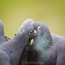 Feral-pigeon-Columba-livia-domestica-images33_jpg.rf.ef6d1098d9915c0785f72fd922c3f409.jpg