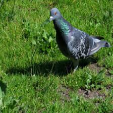 Feral-pigeon-Columba-livia-domestica-images39_jpg.rf.ed1f767a51368bbfce020b8a1af951f0.jpg