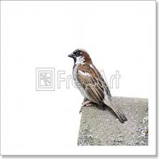 House-sparrow-Passer-domesticus-10_jpg.rf.7d471fa101a60bf8a09f90559a74e808.jpg