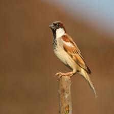 House-sparrow-Passer-domesticus-12_jpg.rf.260cb11a1081a89f76dfcdbf873b24ff.jpg