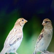 House-sparrow-Passer-domesticus-12_jpg.rf.fe119d2b7505a14f4caa7a195a464f0d.jpg