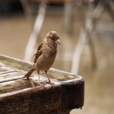 House-sparrow-Passer-domesticus-17_jpg.rf.25853ba6374ef8922a8183960adbbbd6.jpg