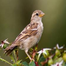 House-sparrow-Passer-domesticus-26_jpg.rf.5033eb95e90d0ad35e65a7fa5dbe329b.jpg