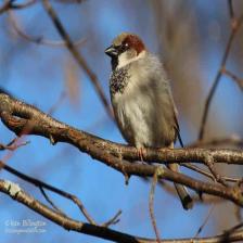 House-sparrow-Passer-domesticus-32_jpg.rf.ea80a2fb7ddb2de28a45a5b40ecd36c4.jpg