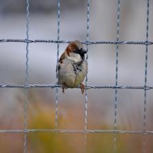 House-sparrow-Passer-domesticus-38_jpg.rf.97664d5af57a6fbff435d45ea9771509.jpg