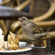 House-sparrow-Passer-domesticus-40_jpg.rf.162d8fce528a33afa425f2bffdd403bd.jpg