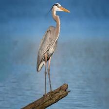 BlueHeron_NonInvasive1_jpg.rf.be886168c97b67de58a3a046a8f72cce.jpg