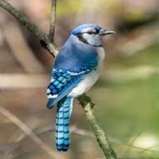 BlueJay_NonInasive2_jpg.rf.736567040c4ecf1f7343e39bd79af82c.jpg