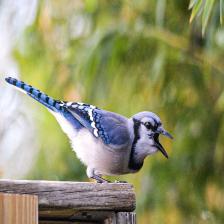 BlueJay_NonInasive4_jpeg.rf.fe9d779fa84d8951fc792e15ad49526c.jpg