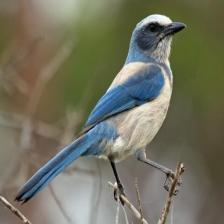 BlueJay_NonInasive5_jpg.rf.4bf724c8babc4522300c04da4b1e697d.jpg