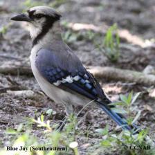 BlueJay_NonInasive8_jpg.rf.7c5cc8855a3c39bef029af47163950fa.jpg