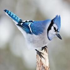 BlueJay_NonInasive_jpg.rf.d3a4c16cda1b571712c80bee5b82df1c.jpg