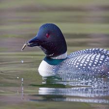 Common-Loon-5_jpg.rf.962ccdc5ae9f545f165d154f2abe4efd.jpg